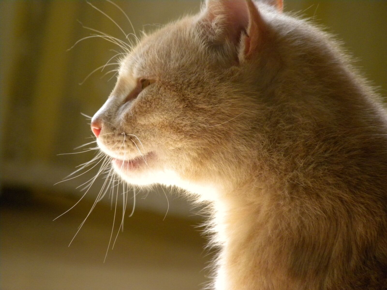 Nikon Coolpix P90 sample photo. Domestic cat, cat, red photography