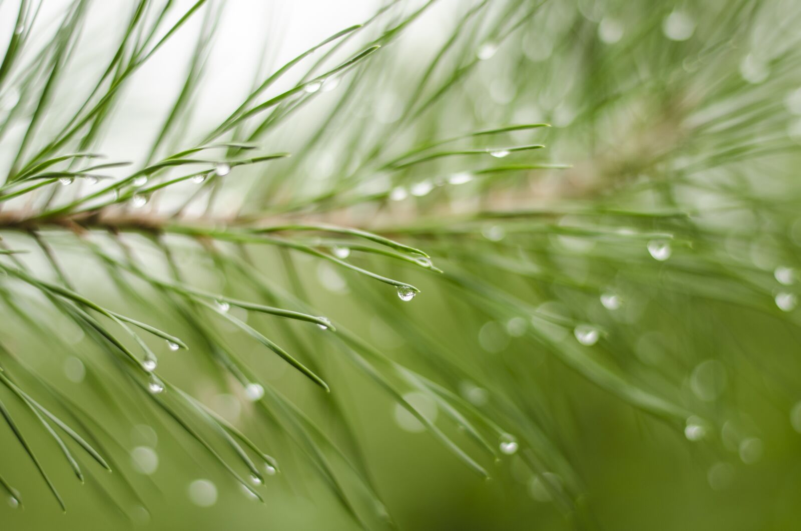 Nikon D7000 sample photo. Nature, pine needles, background photography