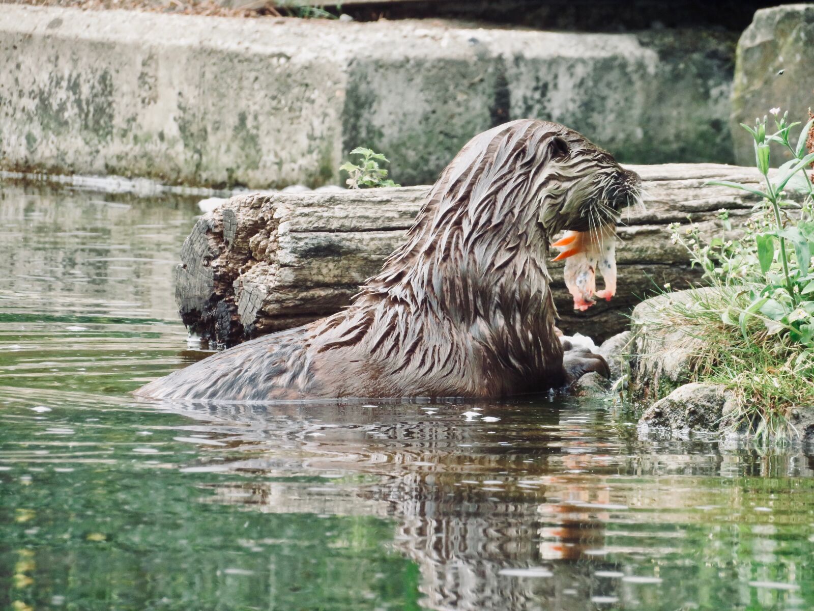 Canon PowerShot SX730 HS sample photo. Otter, animal, water photography