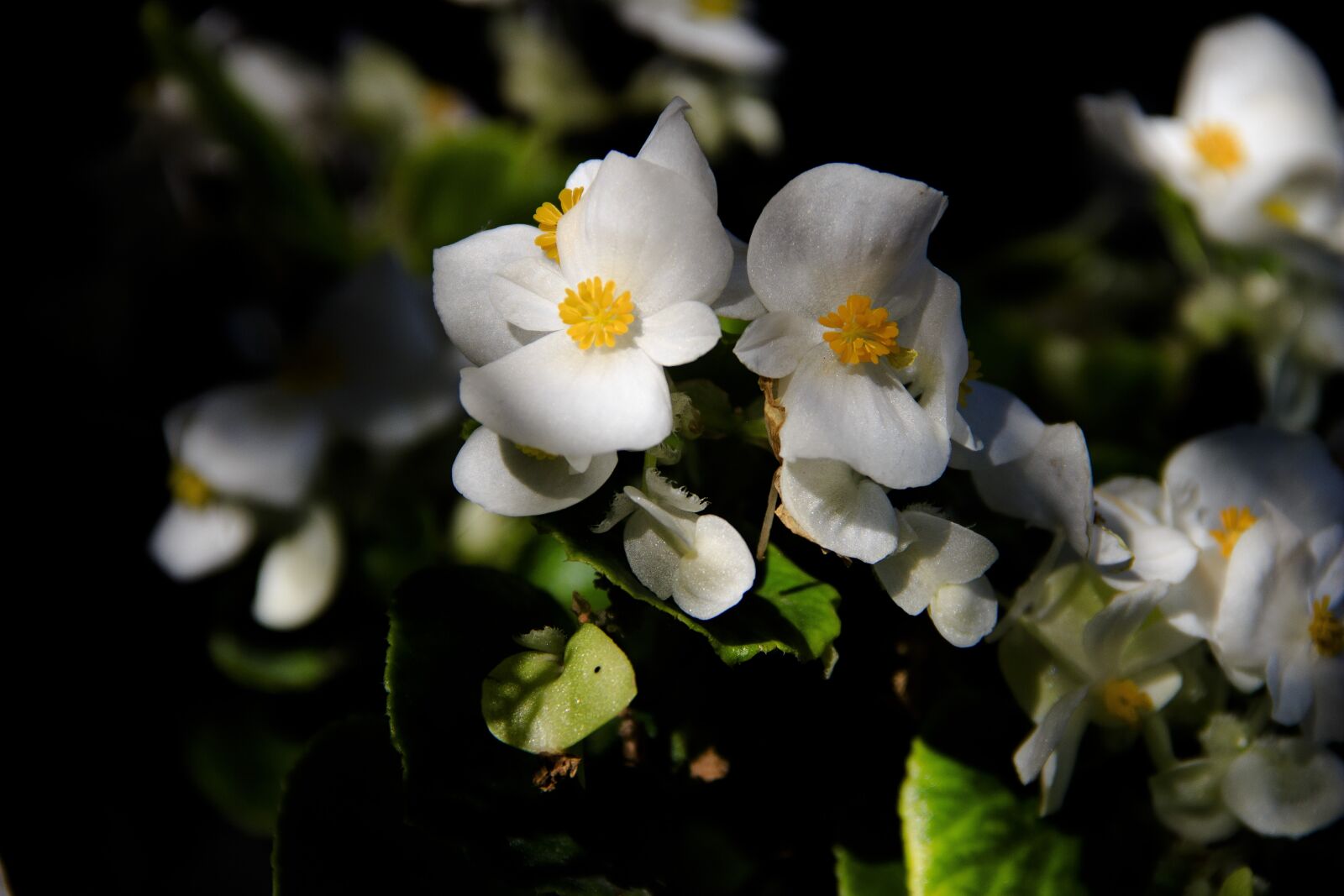 Canon EOS 650D (EOS Rebel T4i / EOS Kiss X6i) sample photo. Flowers, macro, color photography
