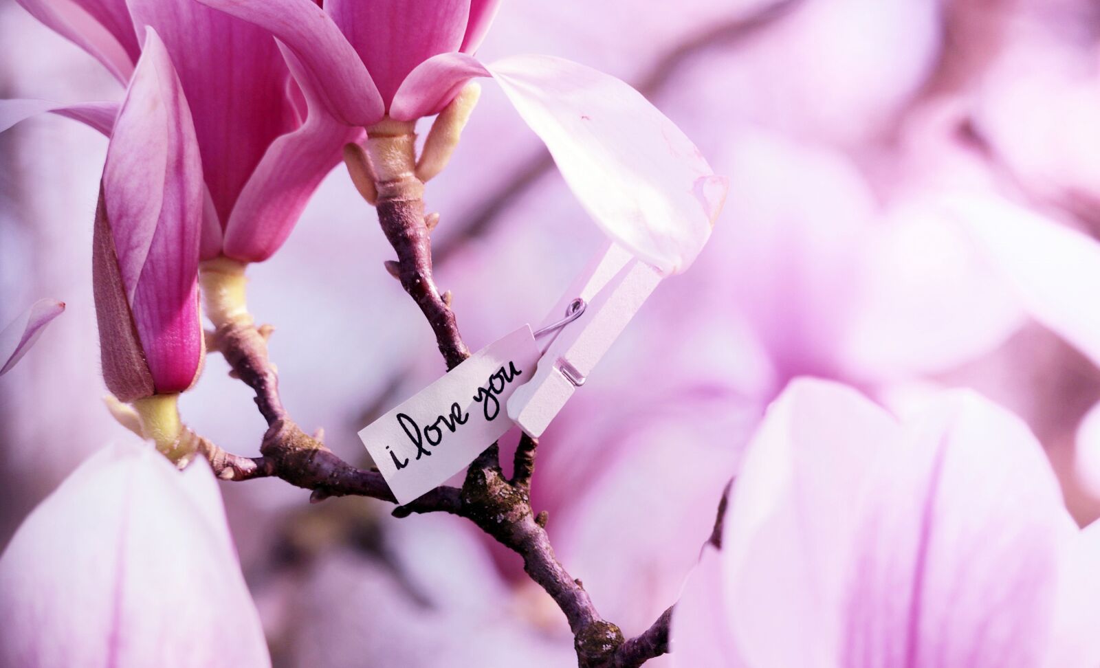 Canon EF-S 55-250mm F4-5.6 IS STM sample photo. Tree, magnolia, spring photography
