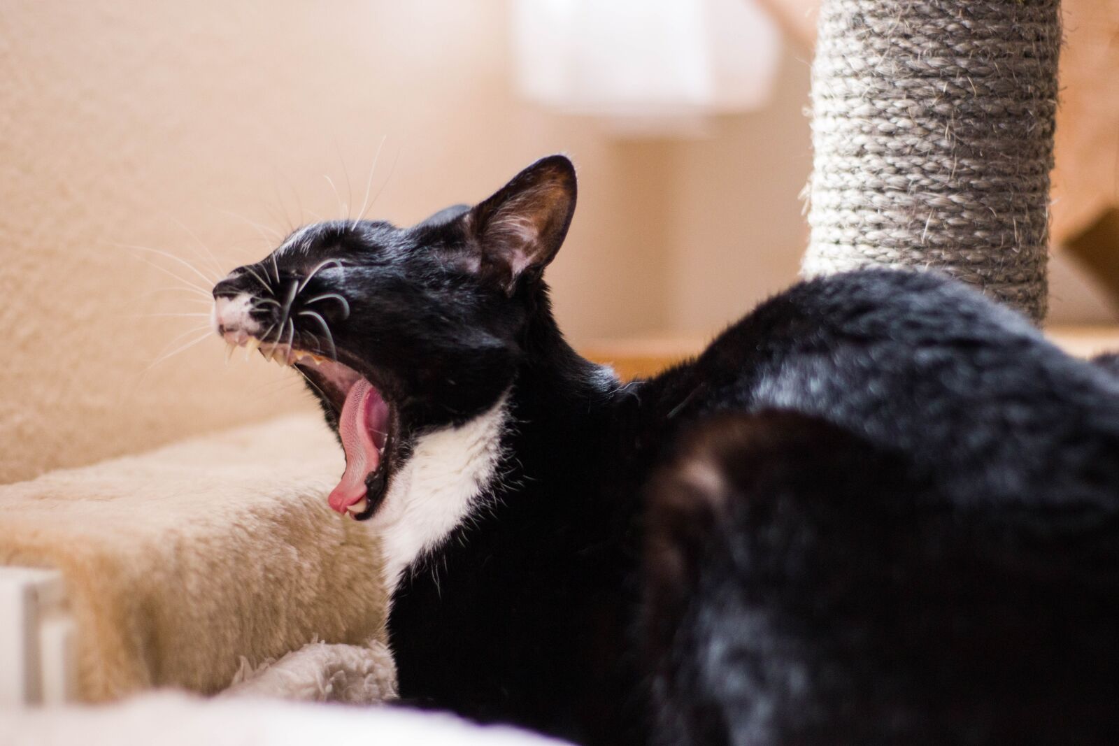 Canon EOS M50 (EOS Kiss M) sample photo. Cat, animals, kitten photography