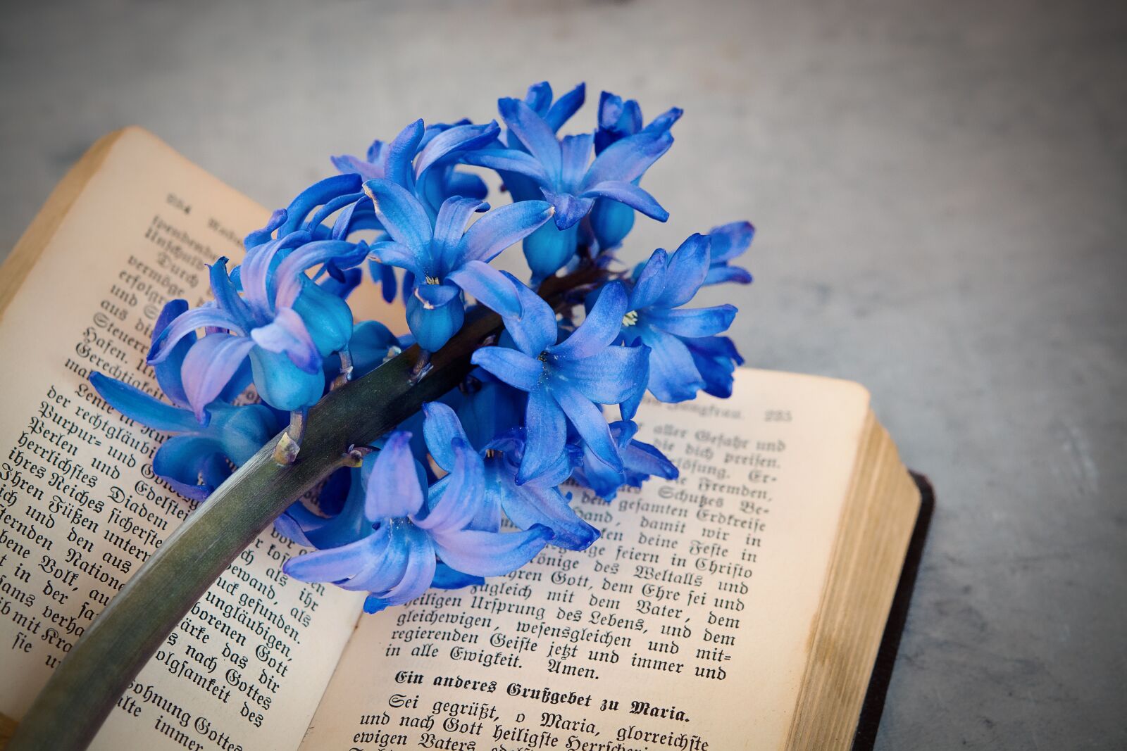 Nikon D7100 sample photo. Flower, hyacinth, blue photography