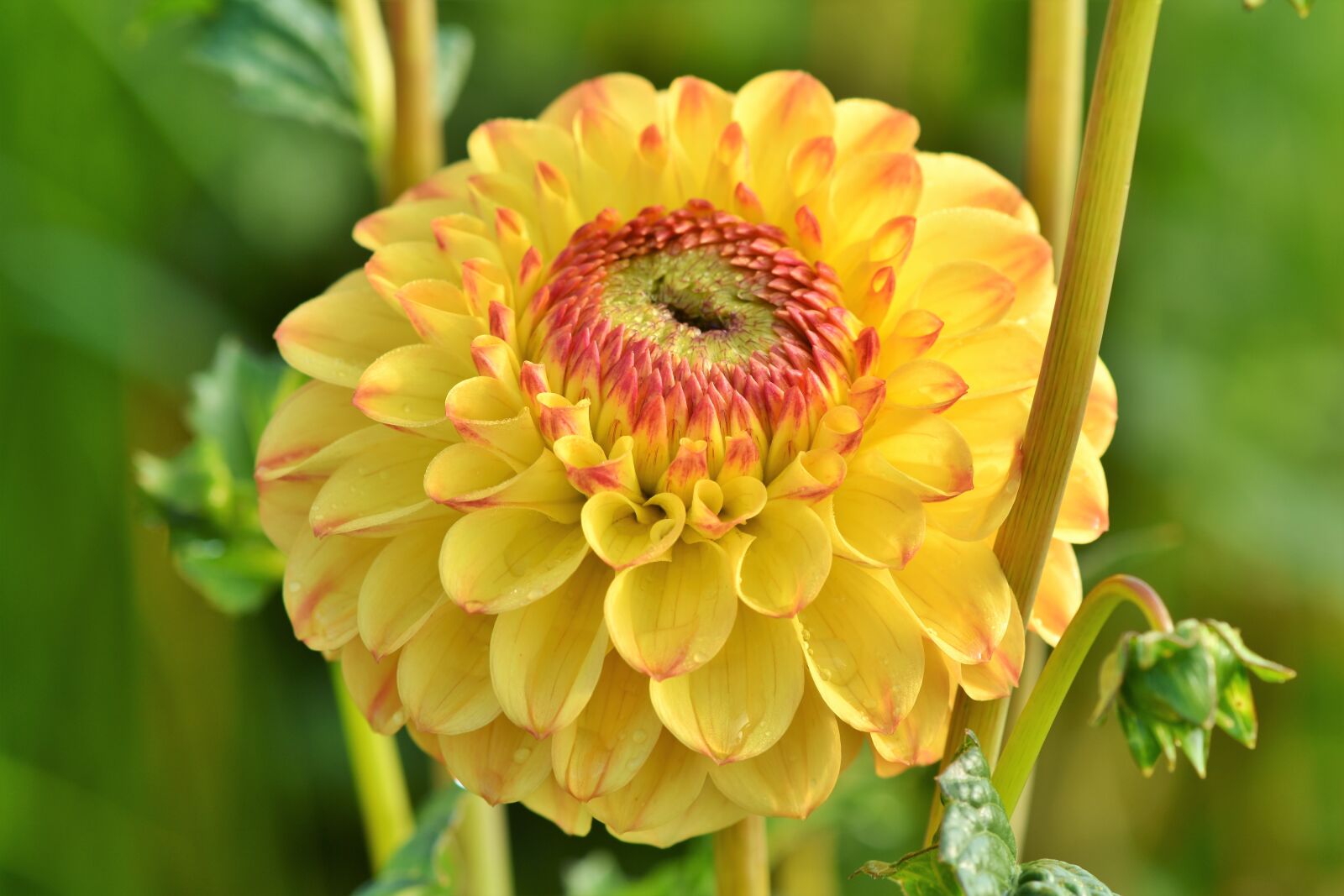 Nikon D7200 sample photo. Dahlia, dahlias bud, flower photography