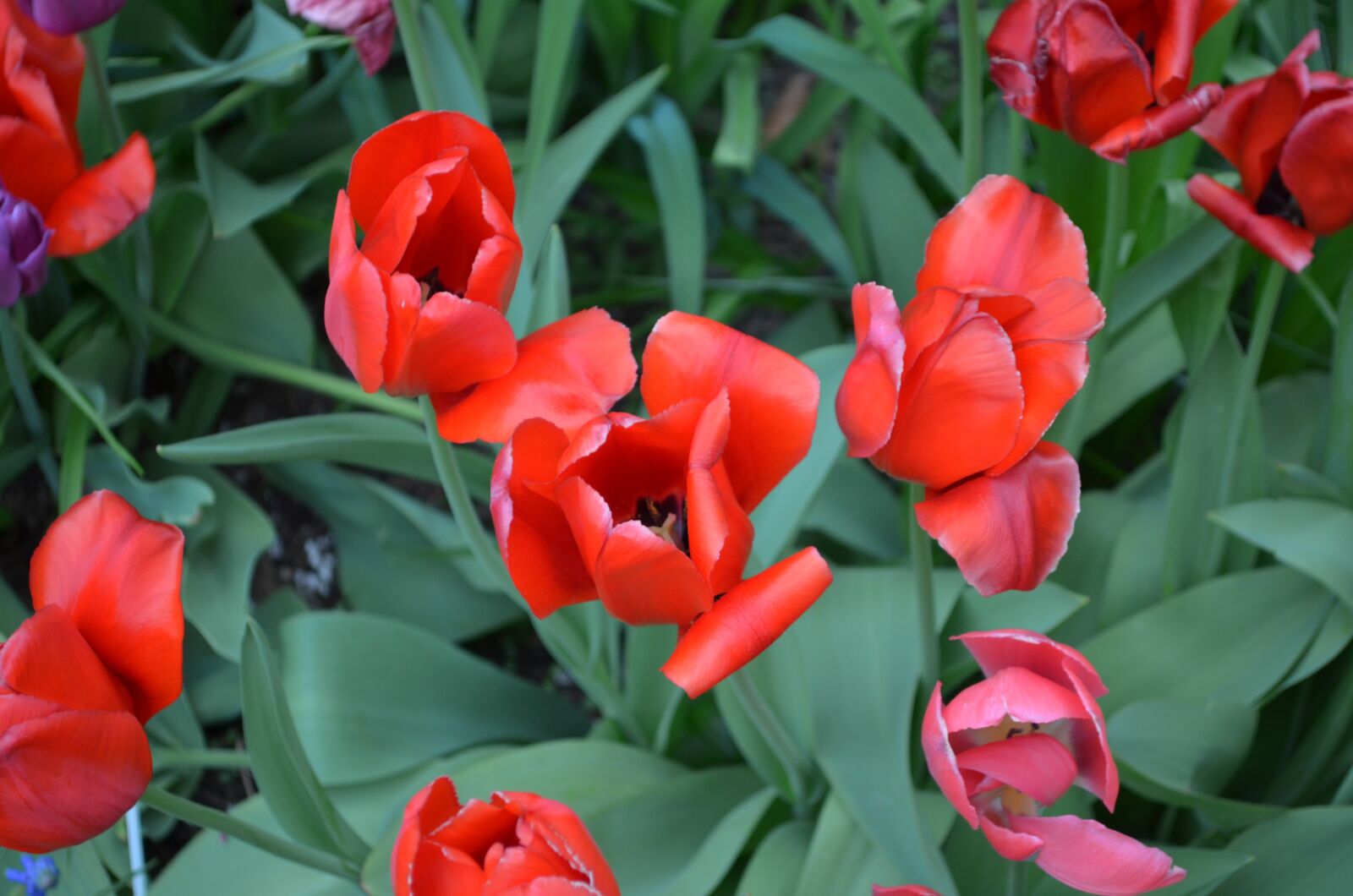 Nikon D5100 sample photo. Flowers, red, garden photography