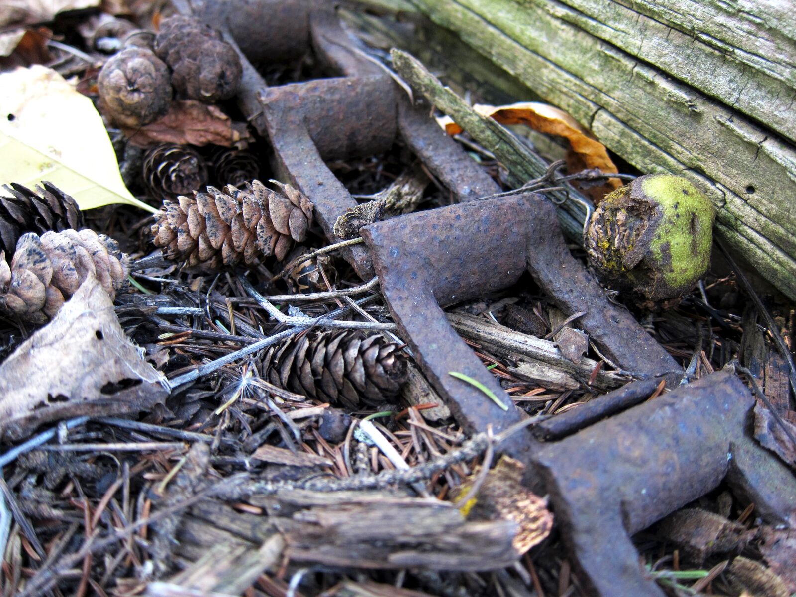 Canon PowerShot S95 sample photo. Rusty chain, pine cone photography