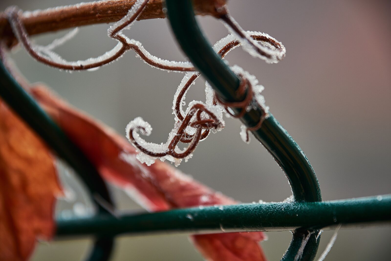 Nikon D7200 sample photo. Outbreaks, frozen, frost photography