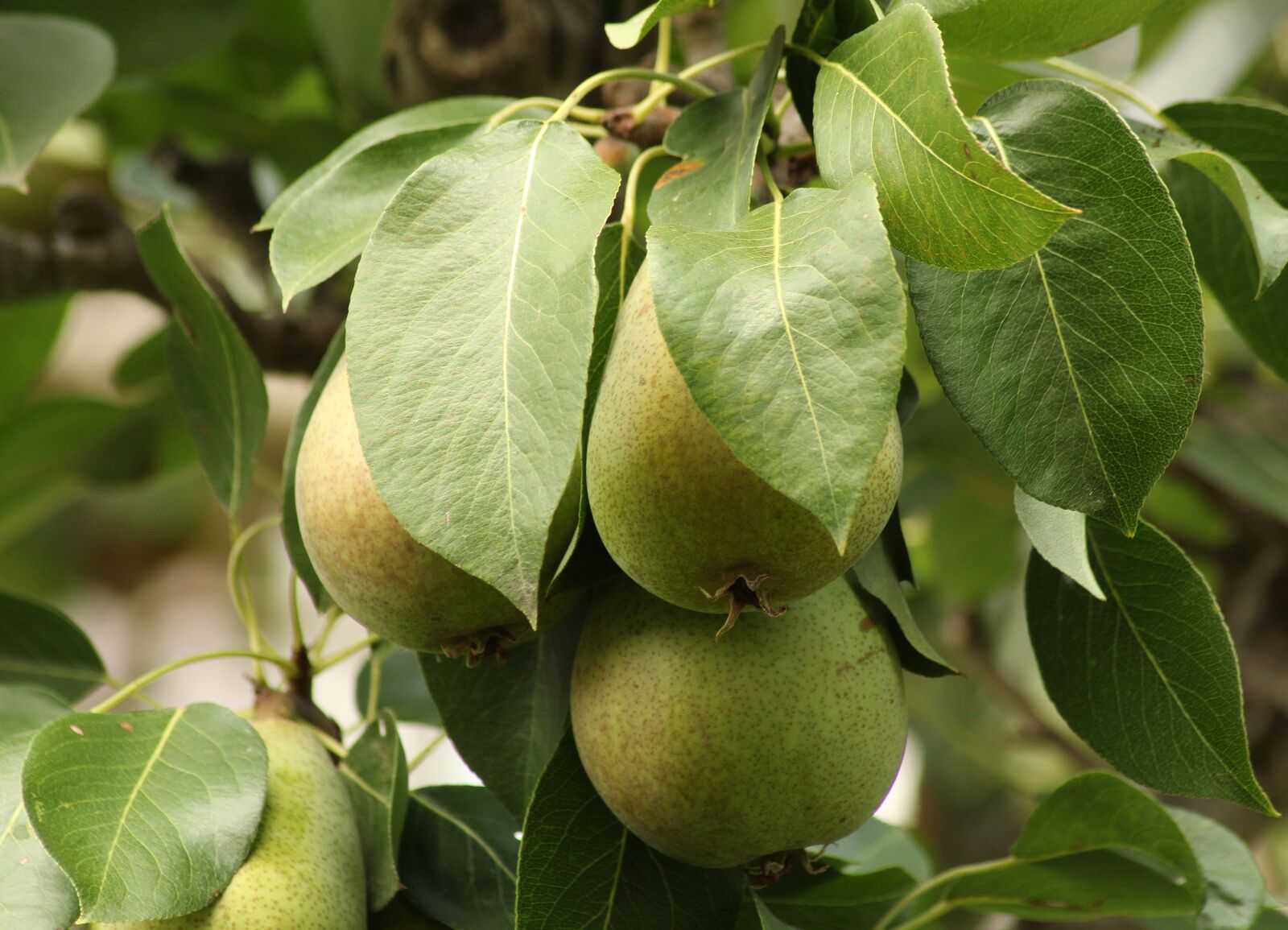 Canon EOS 1300D (EOS Rebel T6 / EOS Kiss X80) sample photo. Pear, tree, green photography
