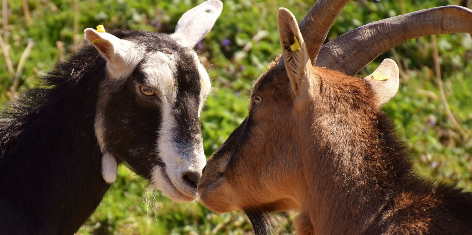 Nikon D7200 sample photo. Goats, pair, smooch photography