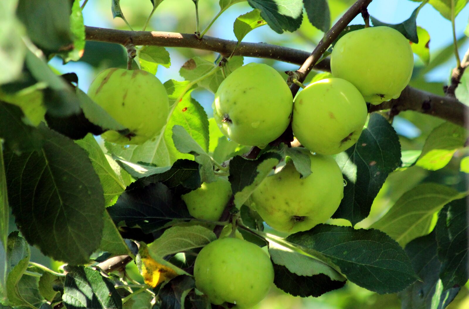 Canon EOS 650D (EOS Rebel T4i / EOS Kiss X6i) sample photo. Apples, branch, fruit photography