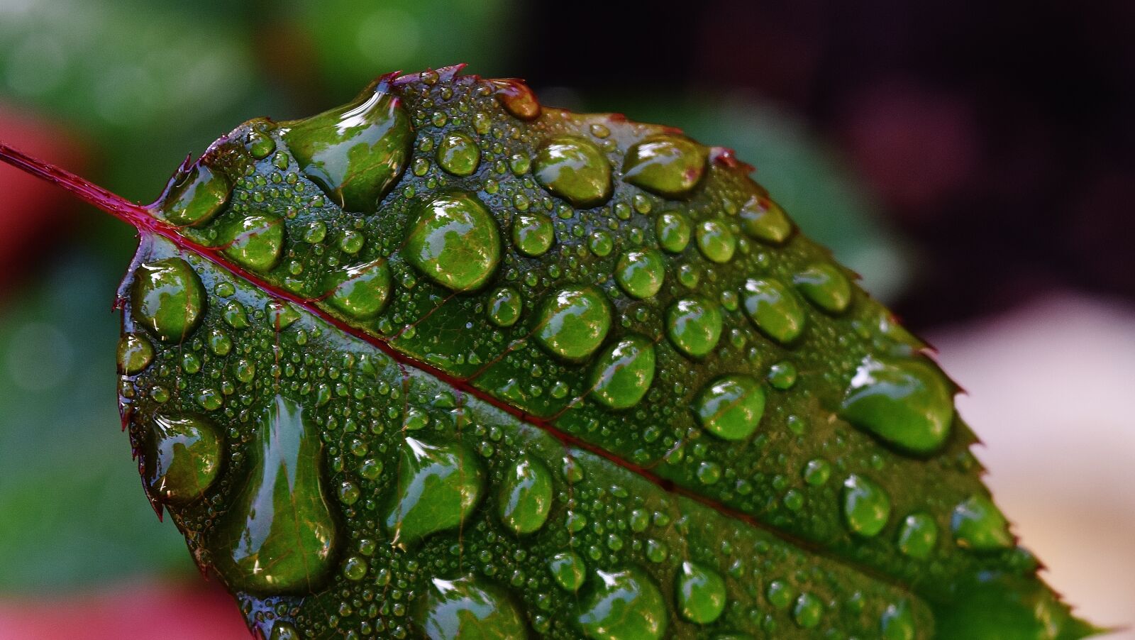 Nikon D7200 sample photo. Rosenblatt, drip, raindrop photography