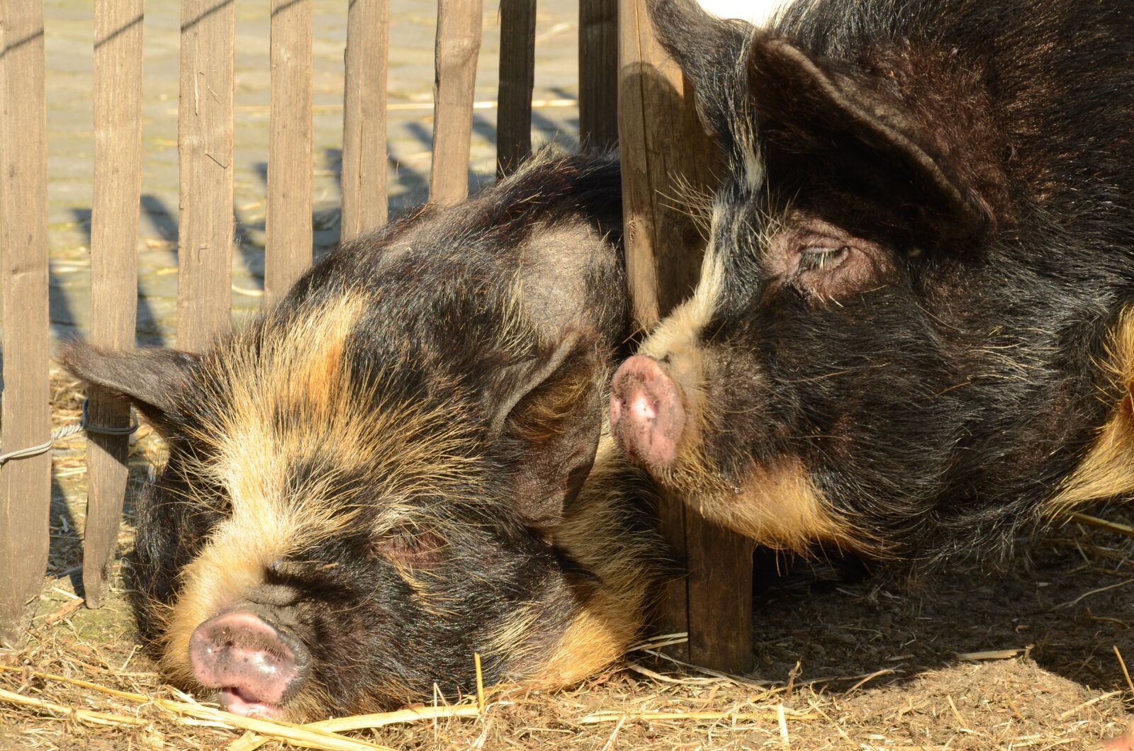 Nikon D7000 sample photo. Animal, mammal, pig photography