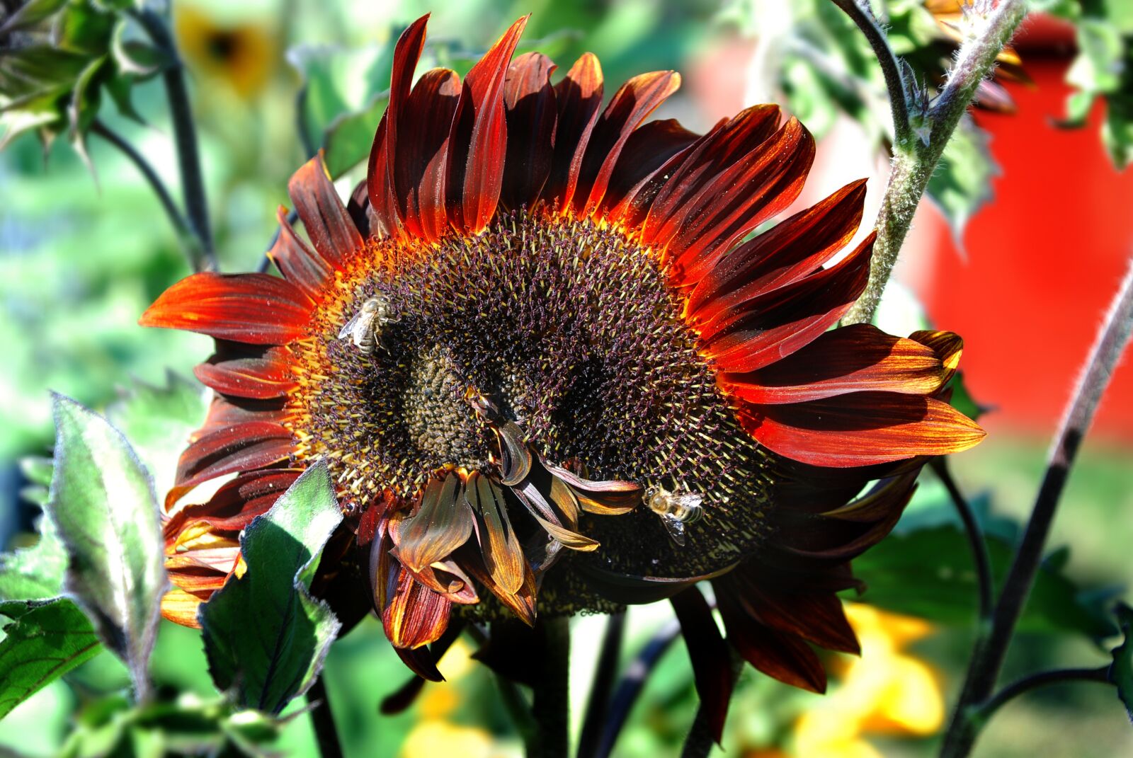 Nikon D80 sample photo. Sunflower, flower, nature photography