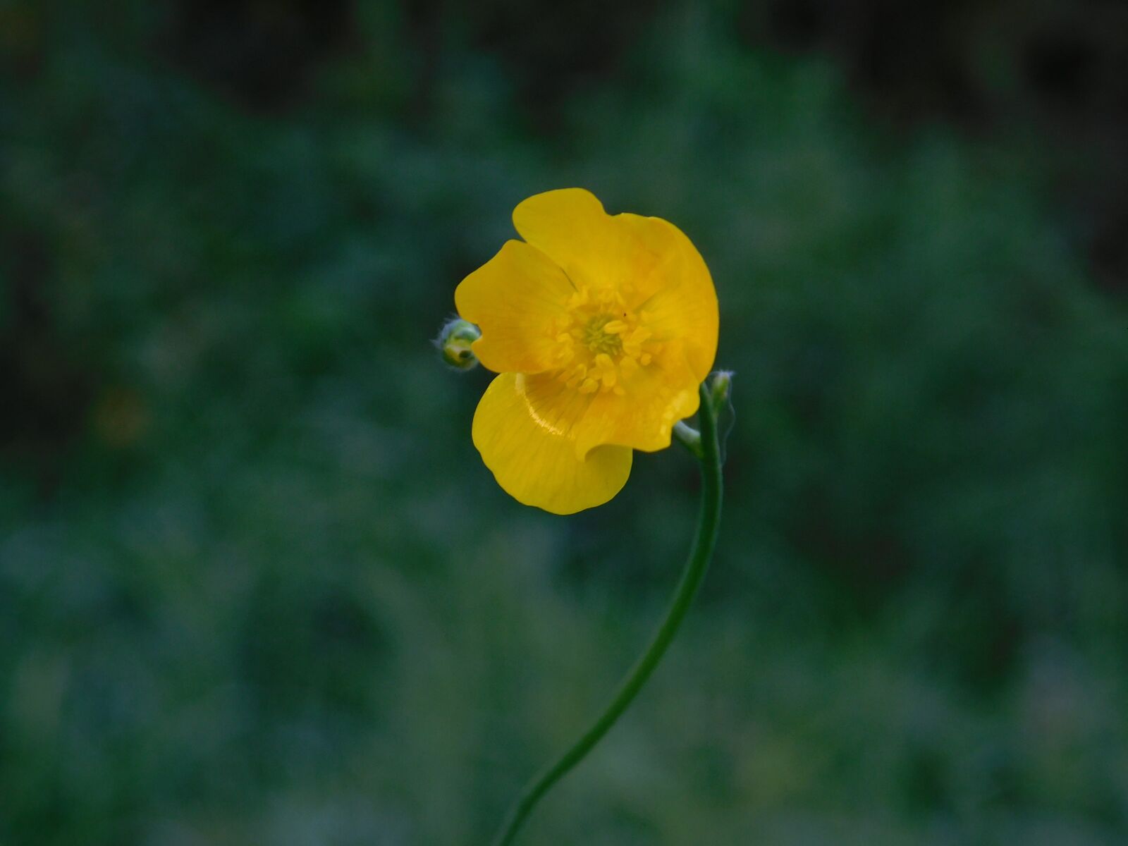 Nikon Coolpix L840 sample photo. Autumn, flower, nature photography