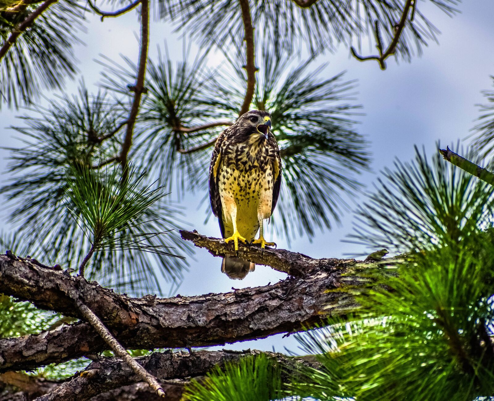 Nikon D5300 sample photo. Bird, hawk, wildlife photography