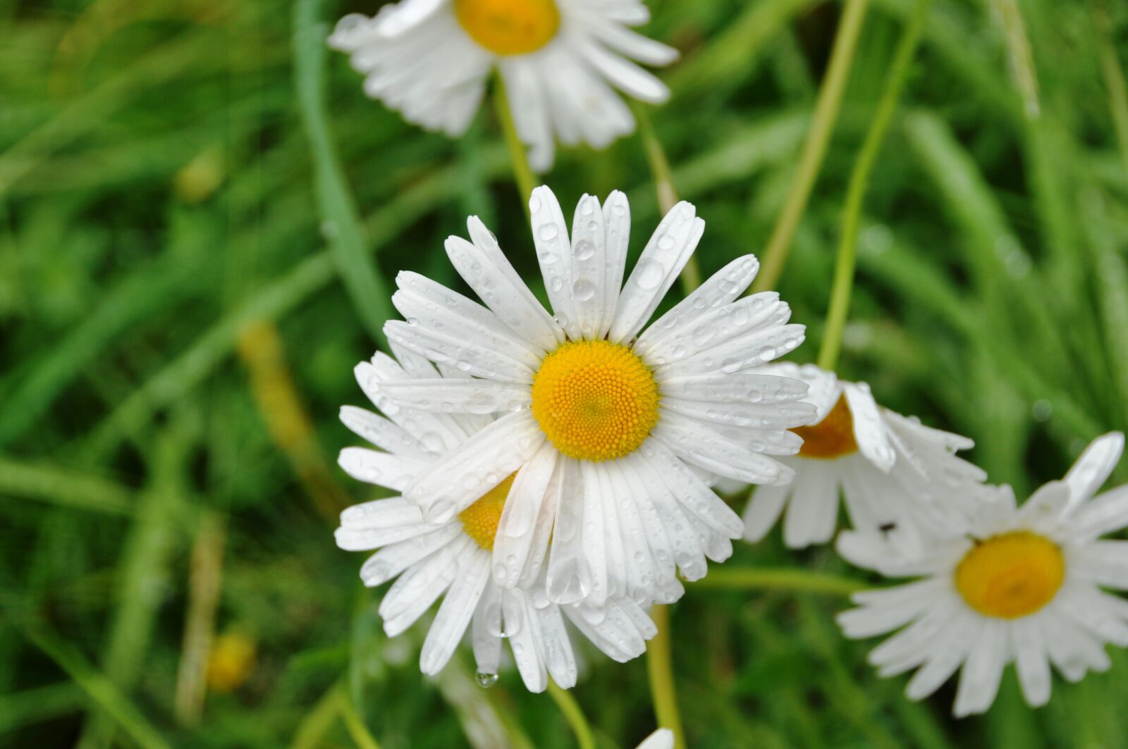 Nikon D90 sample photo. Flower, rain, summer photography