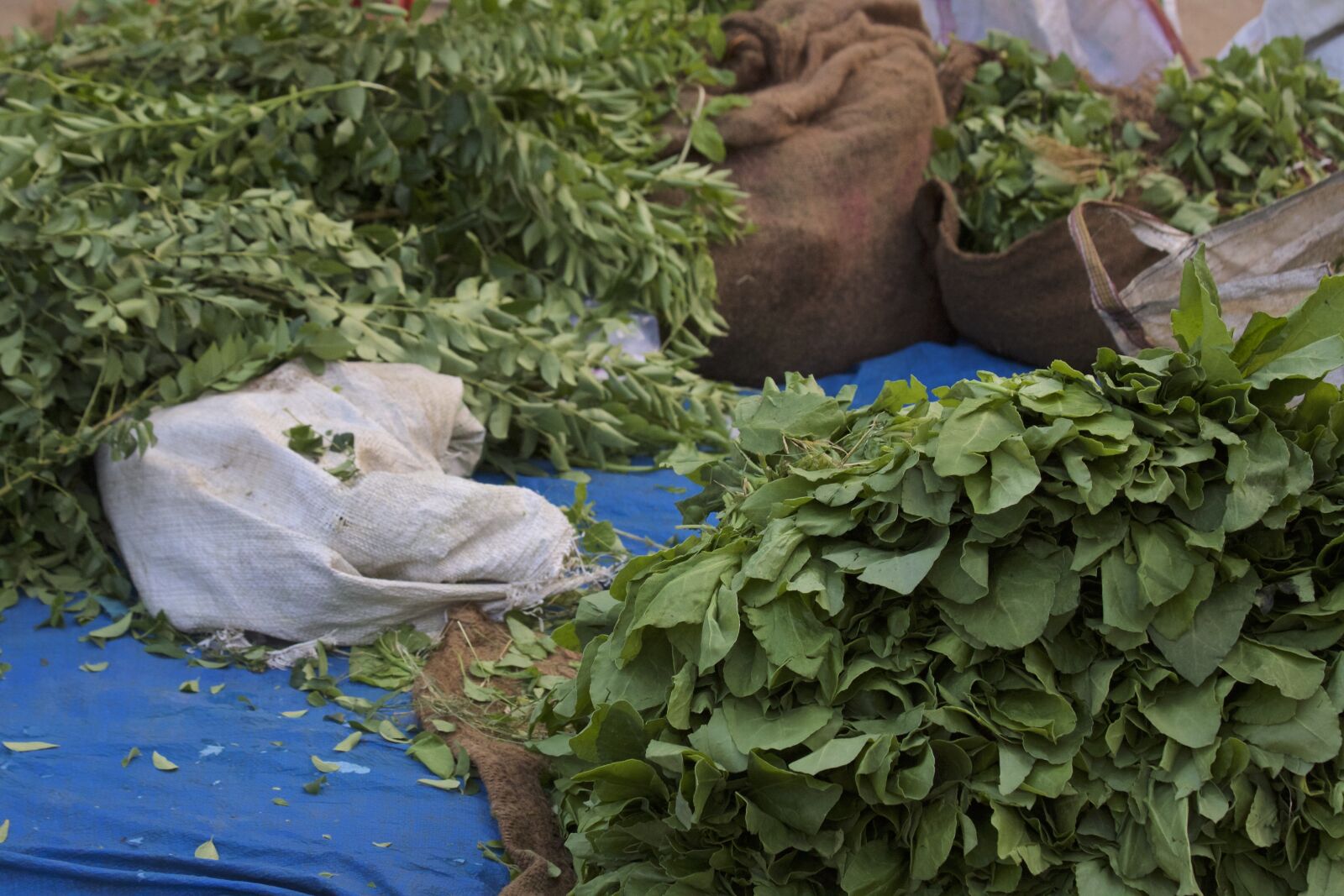 Canon EOS 50D sample photo. Kari leaves, india, street photography