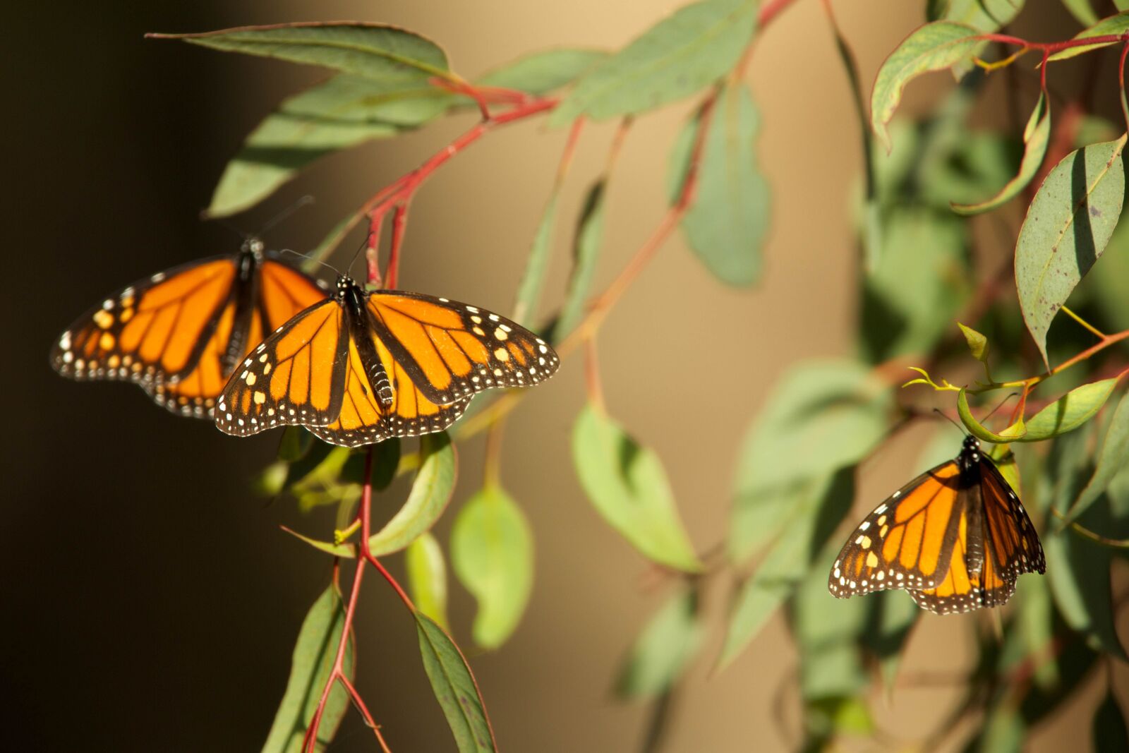 Canon EOS 5D Mark III sample photo. Beautifull, summer, breeding, butterflies photography