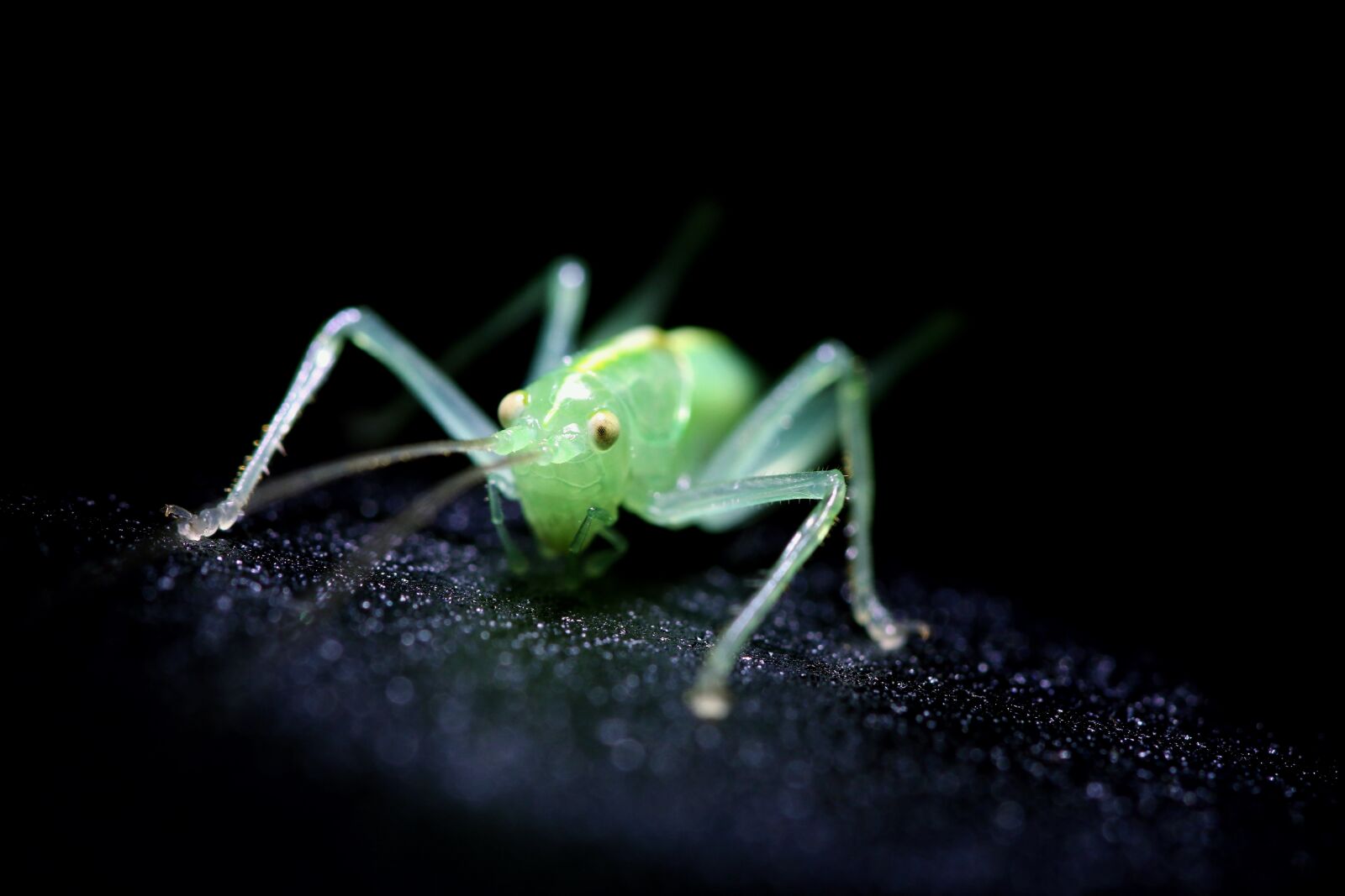 Canon EOS 70D sample photo. Insect, green, cricket photography