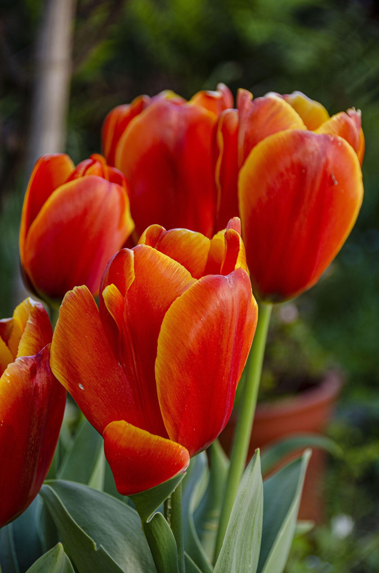 Nikon D7000 sample photo. Tulips, flowers, red photography