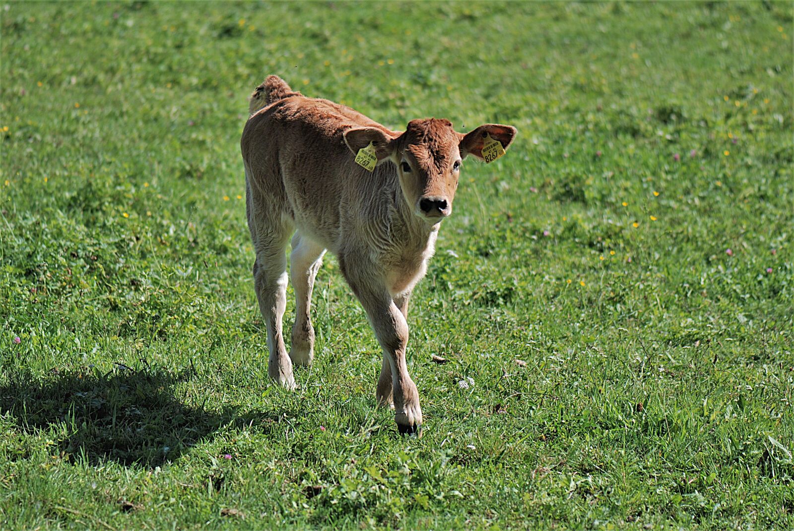 Nikon D80 sample photo. Calf, jungrind, pasture photography