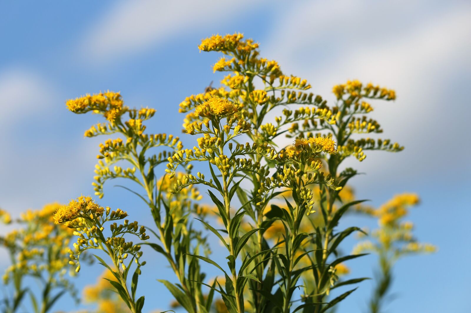 Canon EF 70-300 F4-5.6 IS II USM sample photo. Solidago gigantea, goldenrod, plant photography