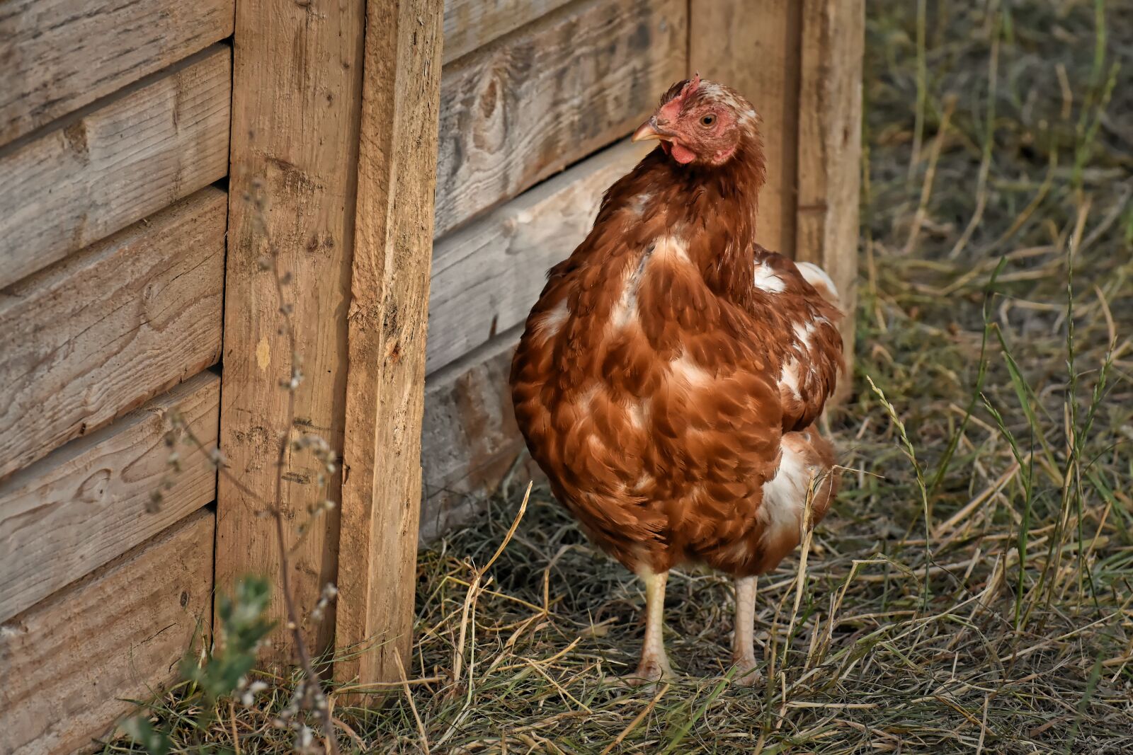 Nikon D7200 sample photo. Portrait, chicken, poultry photography