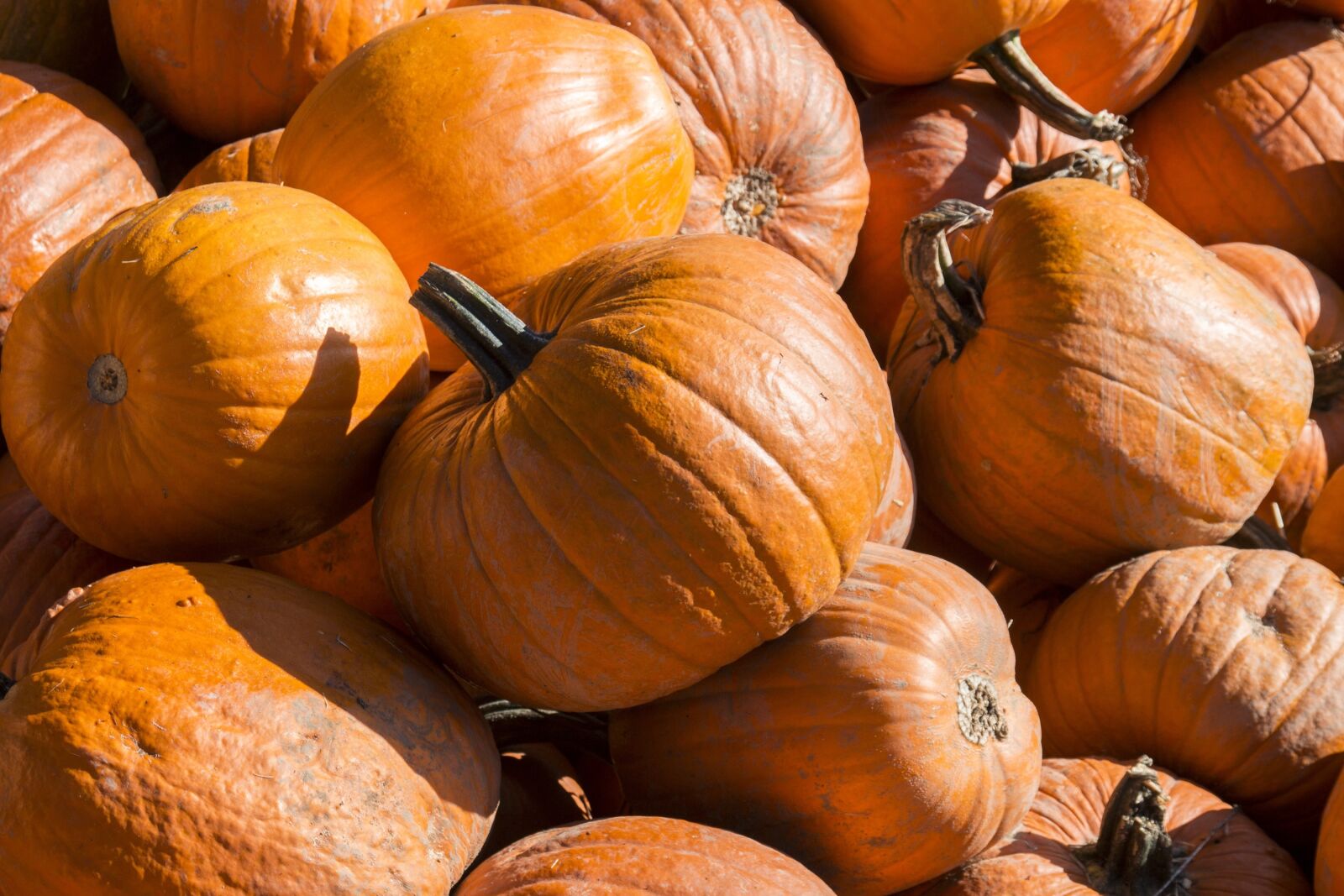 Canon EOS 70D sample photo. Pumpkins, fresh, orange photography
