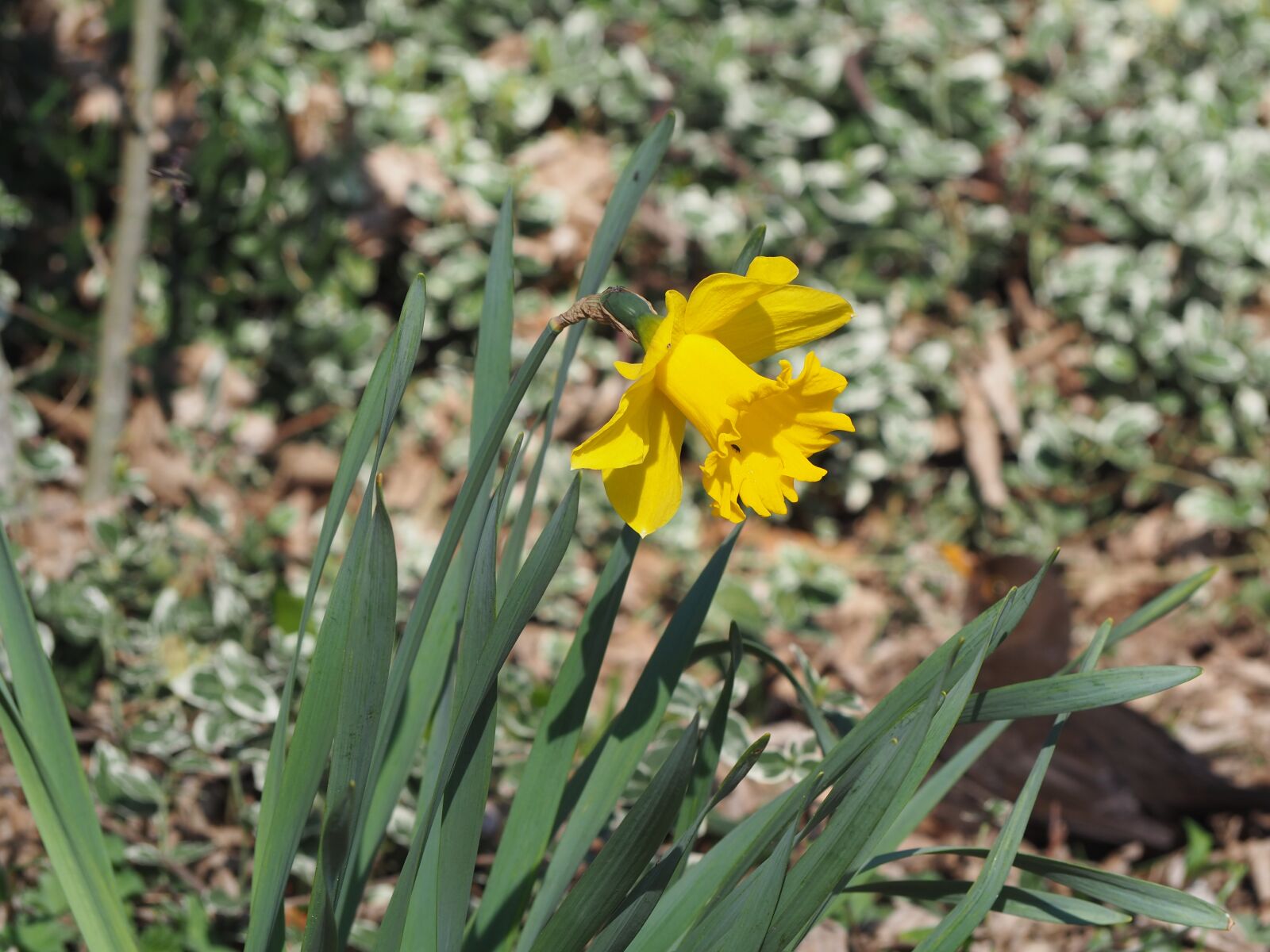 Olympus OM-D E-M10 II sample photo. Spring, daffodil, yellow photography
