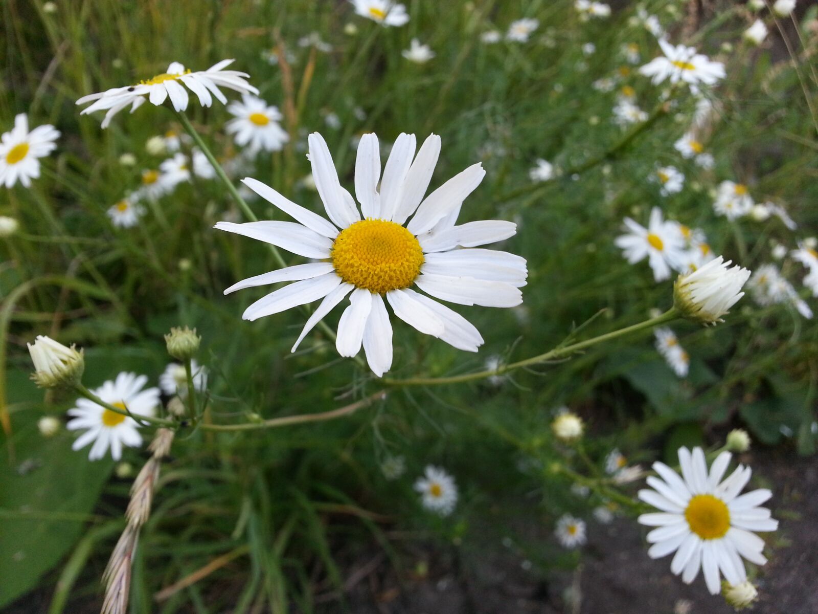 Samsung Galaxy S3 sample photo. Flowers, chamomile, white photography