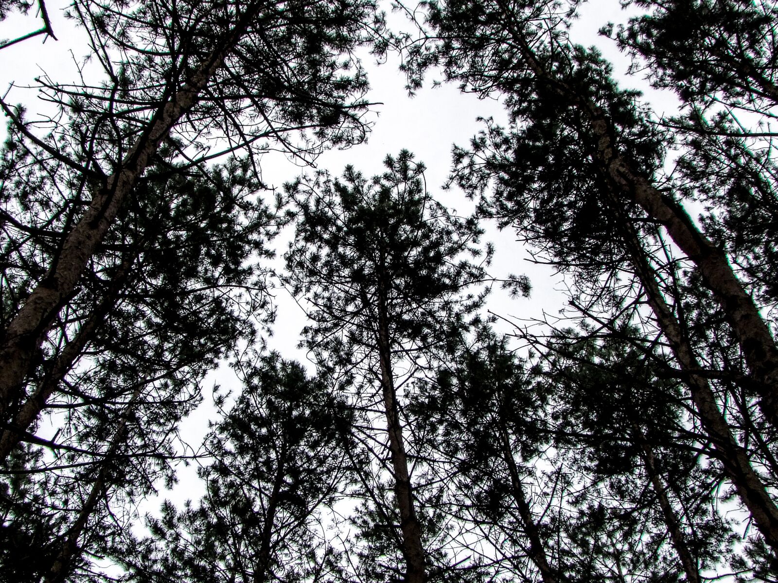 Fujifilm FinePix S100fs sample photo. Pine, forest, nature photography