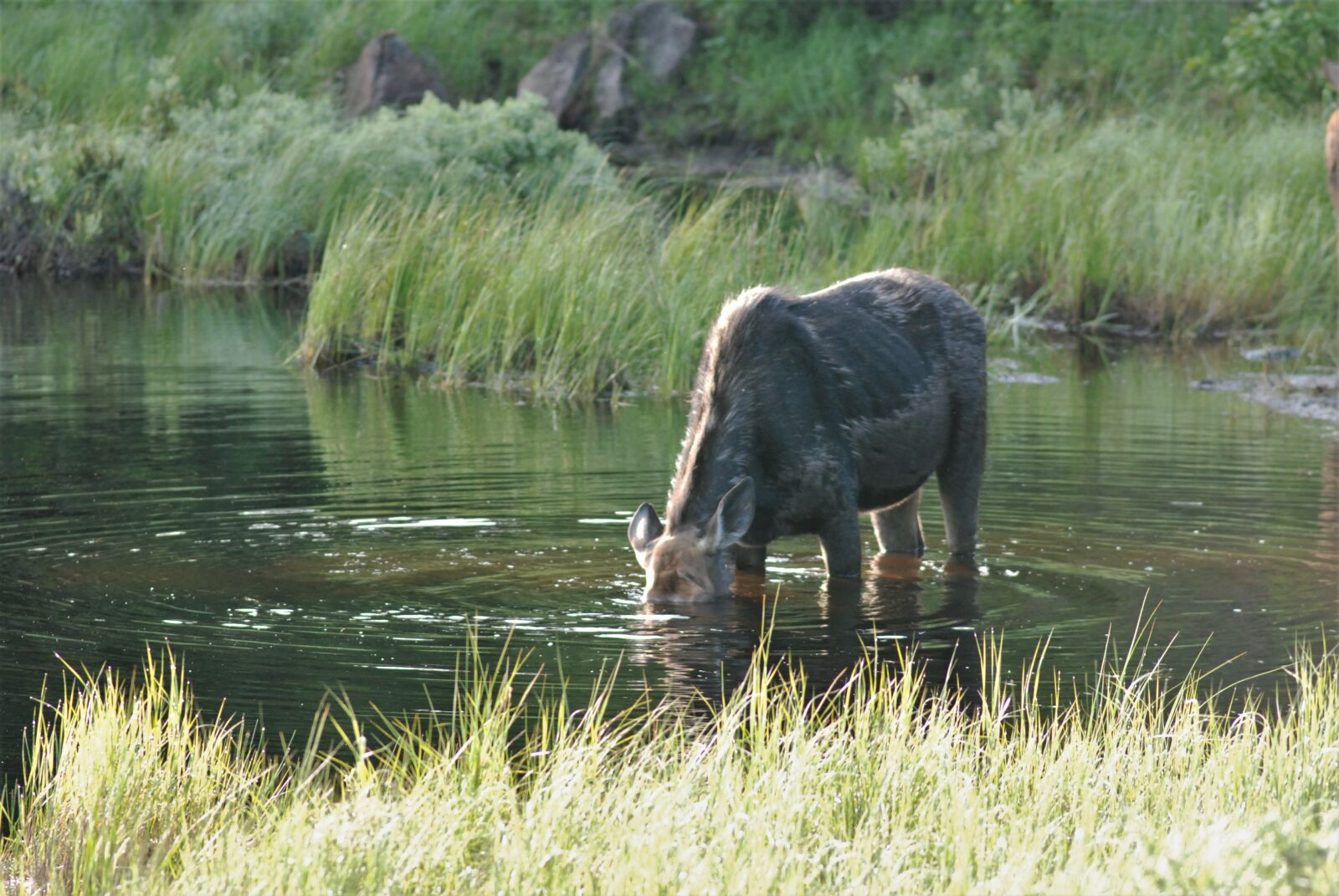 Nikon D80 sample photo. Moose, deep dive, way photography