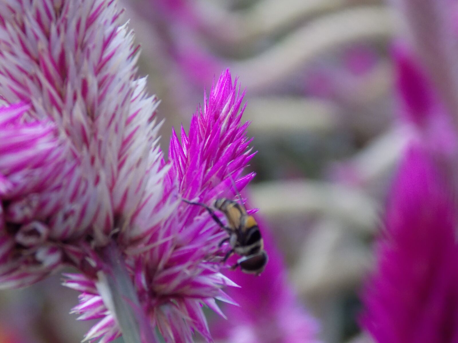 Nikon COOLPIX L330 sample photo. Bee, flower, nature photography
