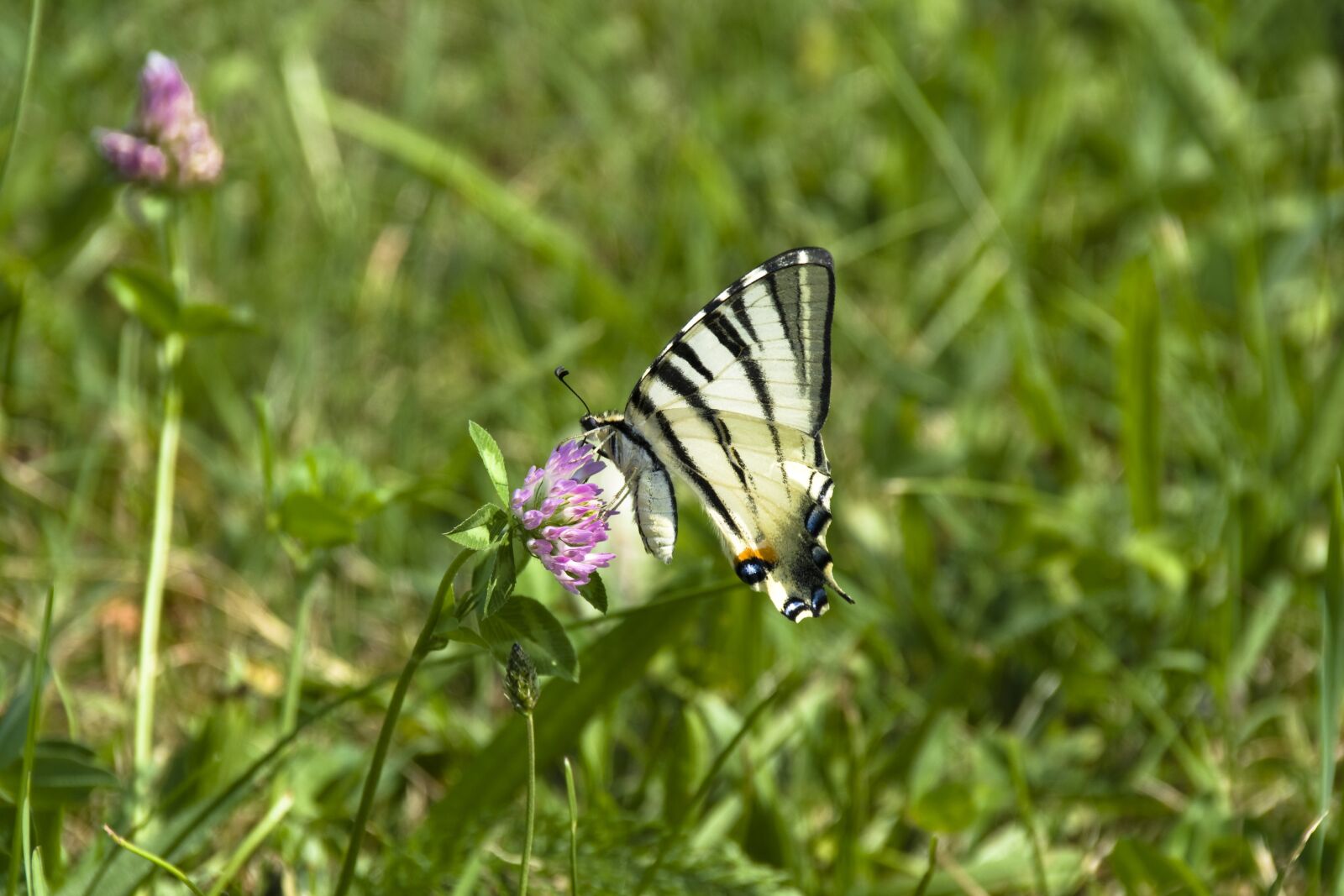 Pentax K-30 sample photo. Scarce swallowtail, swallowtail butterflies photography