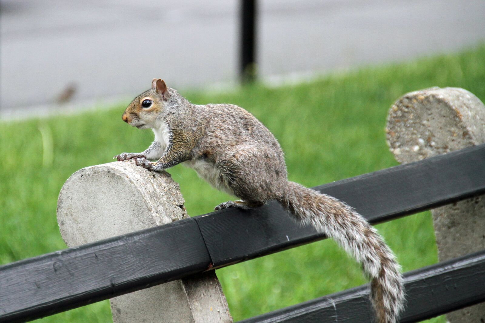 Canon EOS 7D sample photo. Squirrel, animal, nature photography