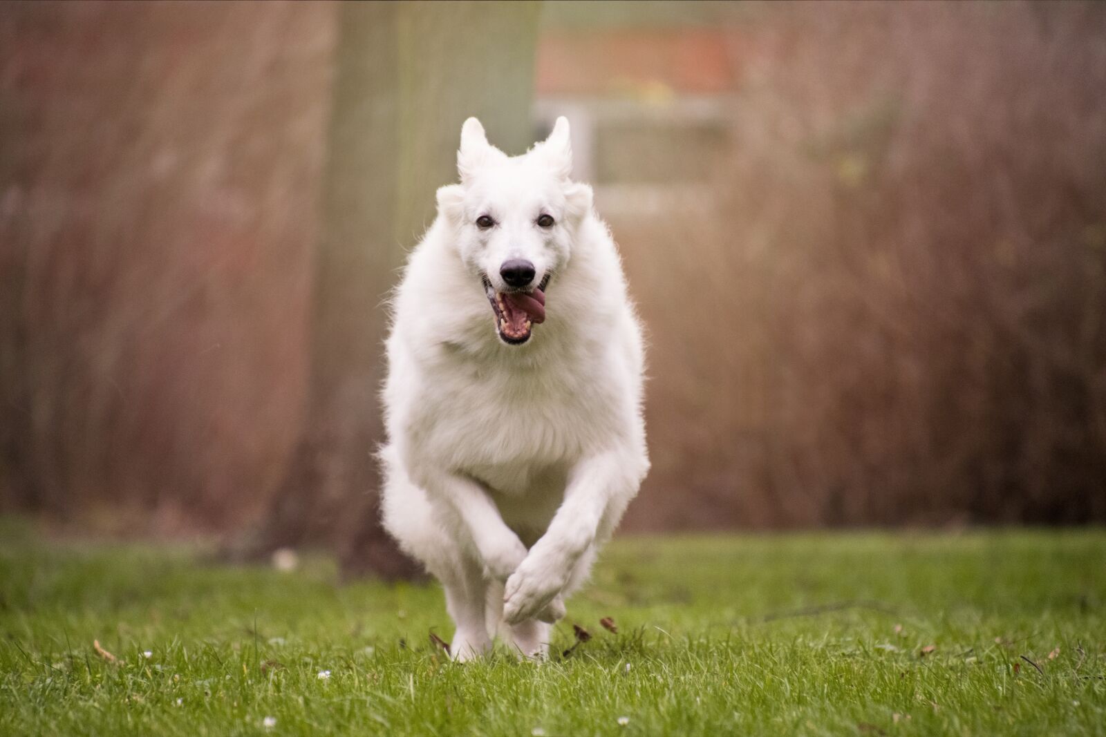 Nikon D3300 sample photo. Dog, grass, mammal photography
