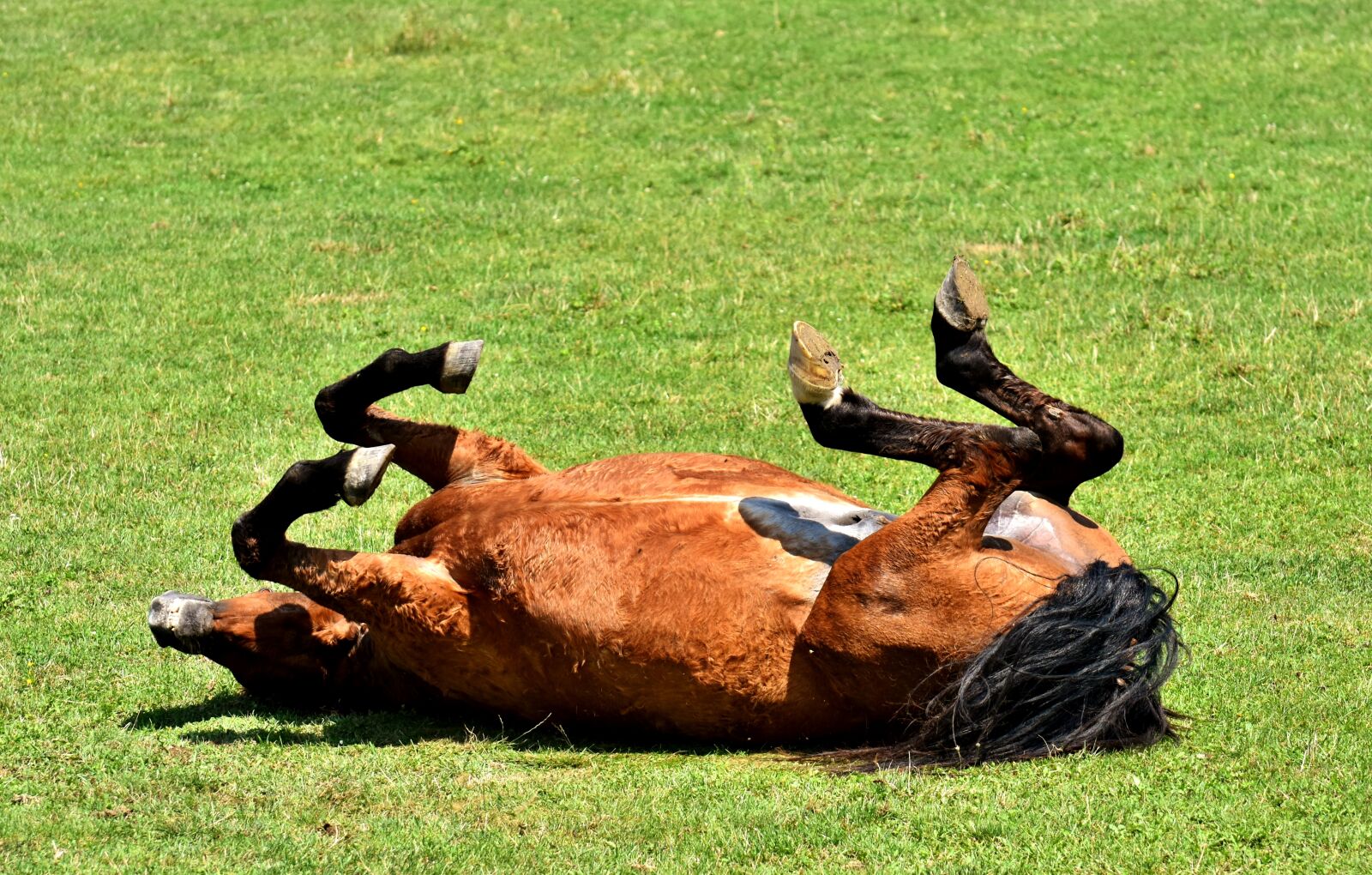 Nikon D7200 sample photo. Horse, coupling, meadow photography