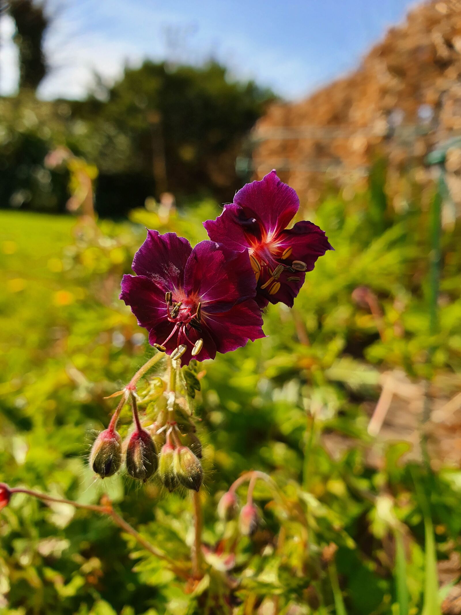 Samsung Galaxy S10 sample photo. Geranium phaeum, flower, bloom photography