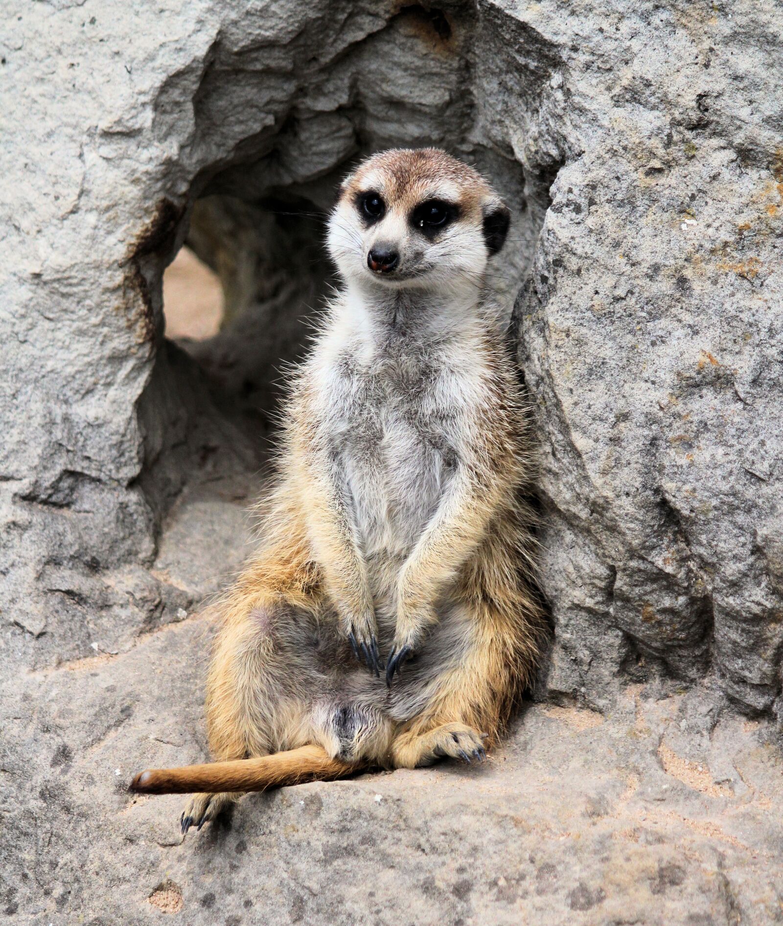 Canon EOS 550D (EOS Rebel T2i / EOS Kiss X4) sample photo. Meerkat, animal, beast photography
