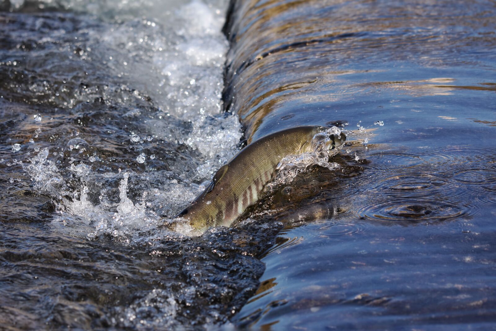 Nikon D7200 sample photo. Animal, river, water photography
