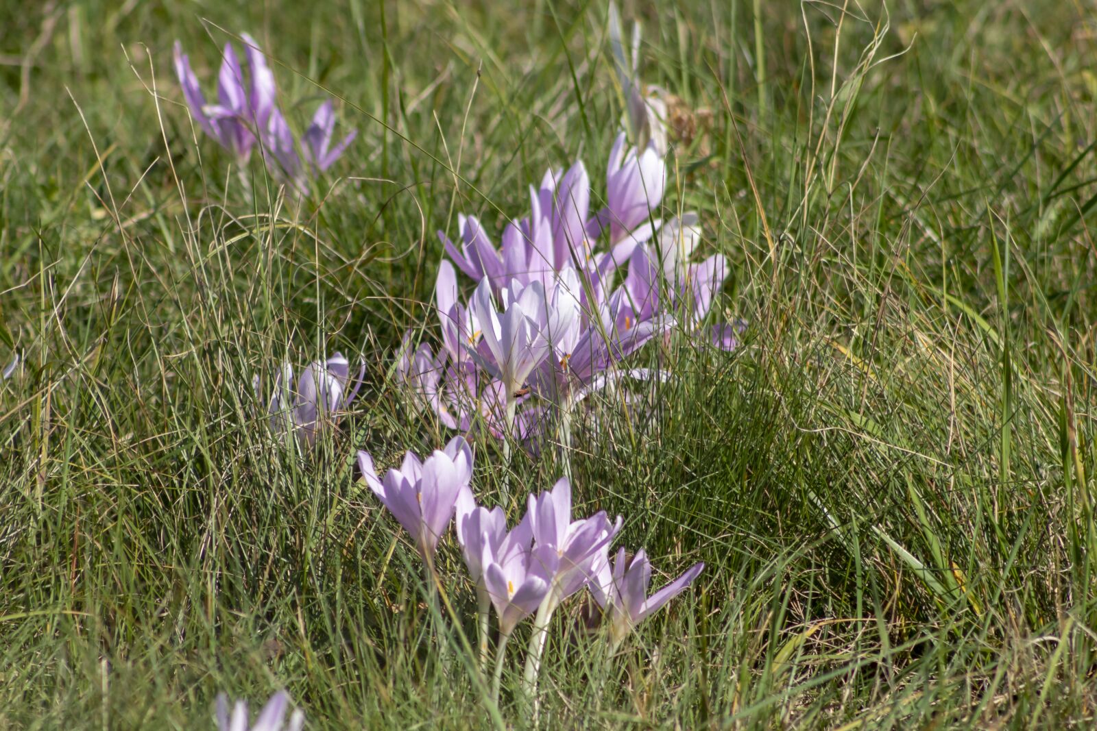 Canon EF75-300mm f/4-5.6 sample photo. Wildflower, legally protected, meadow photography