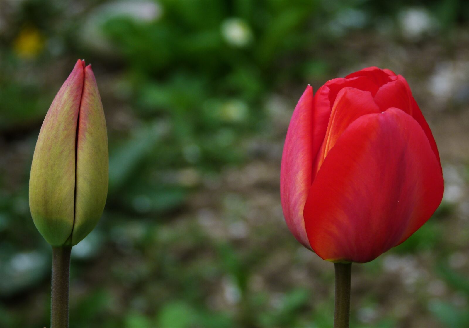 Panasonic Lumix DMC-FZ100 sample photo. Tulip, tulips, bud photography