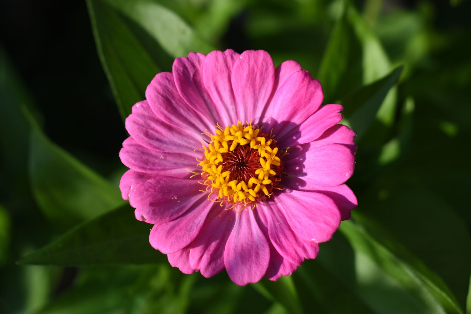 Nikon D5500 sample photo. Zinnia, pink, flower photography