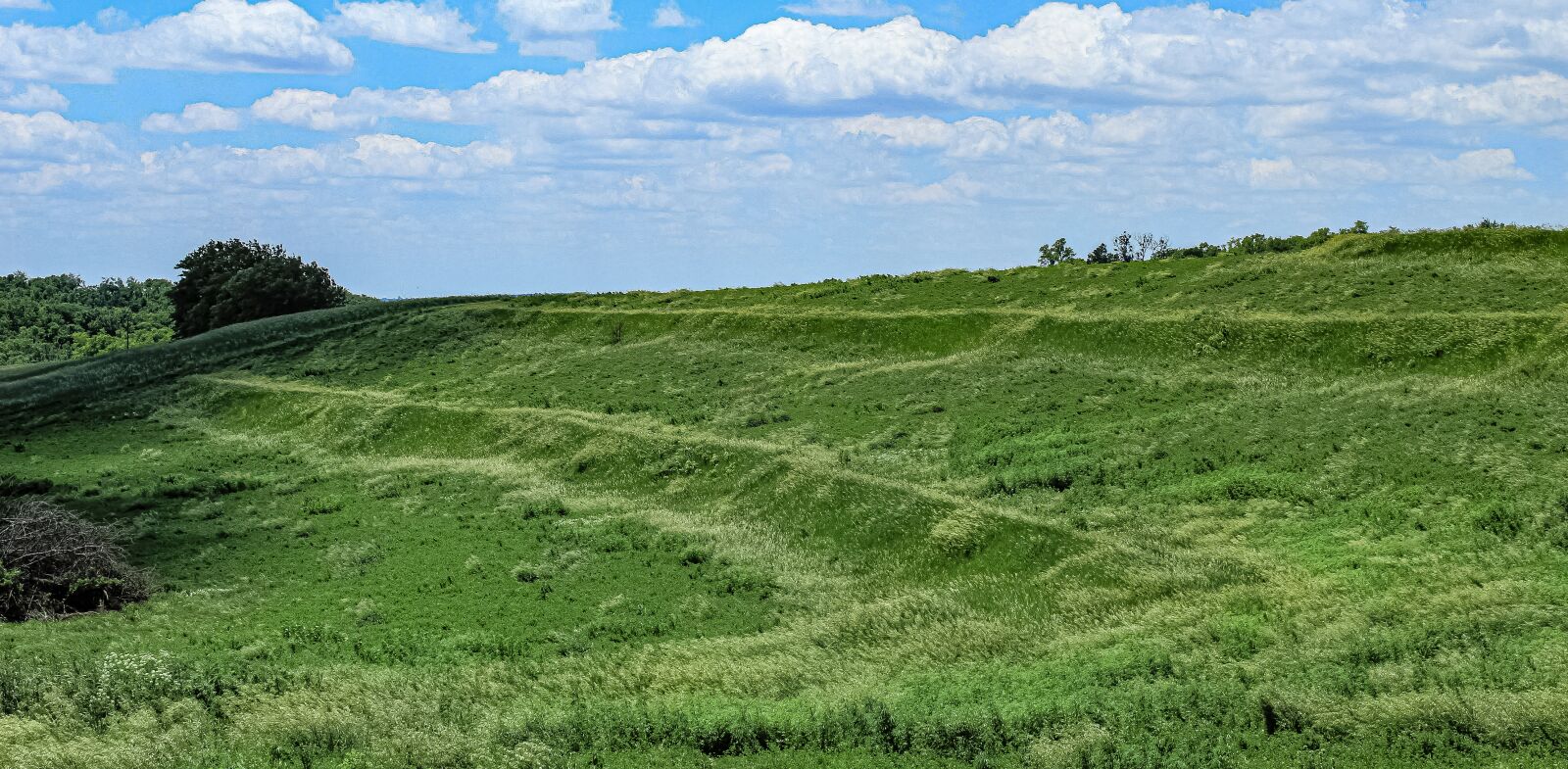Canon EOS 4000D (EOS Rebel T100 / EOS 3000D) sample photo. Prairie grass, grass, prairie photography