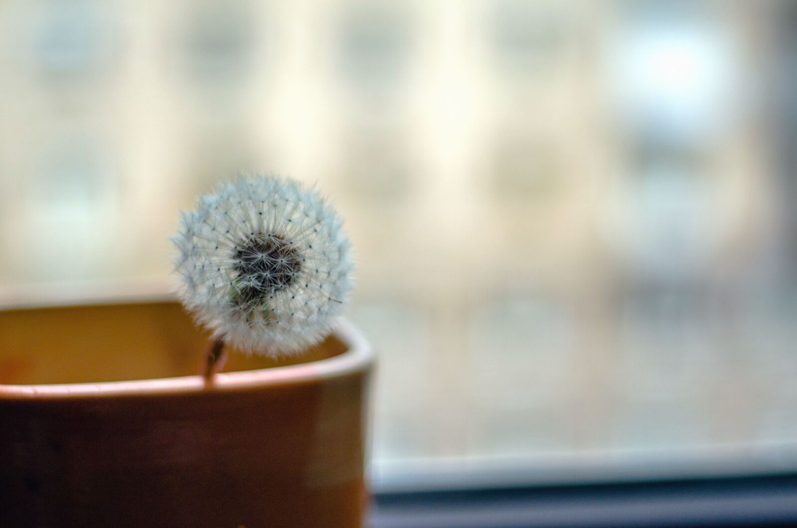 Nikon D5100 sample photo. Dandelion, still life, cup photography