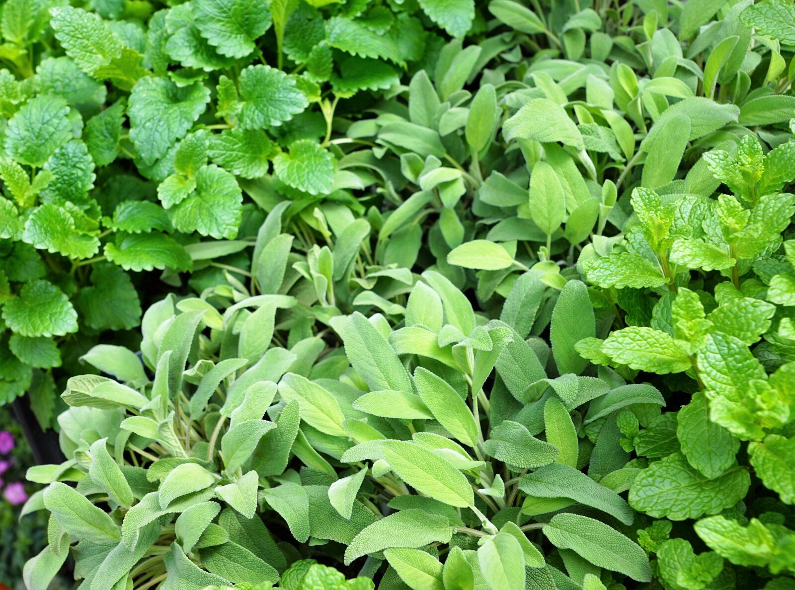 Sony ILCA-77M2 + Sony DT 16-50mm F2.8 SSM sample photo. Sage, spice, green photography