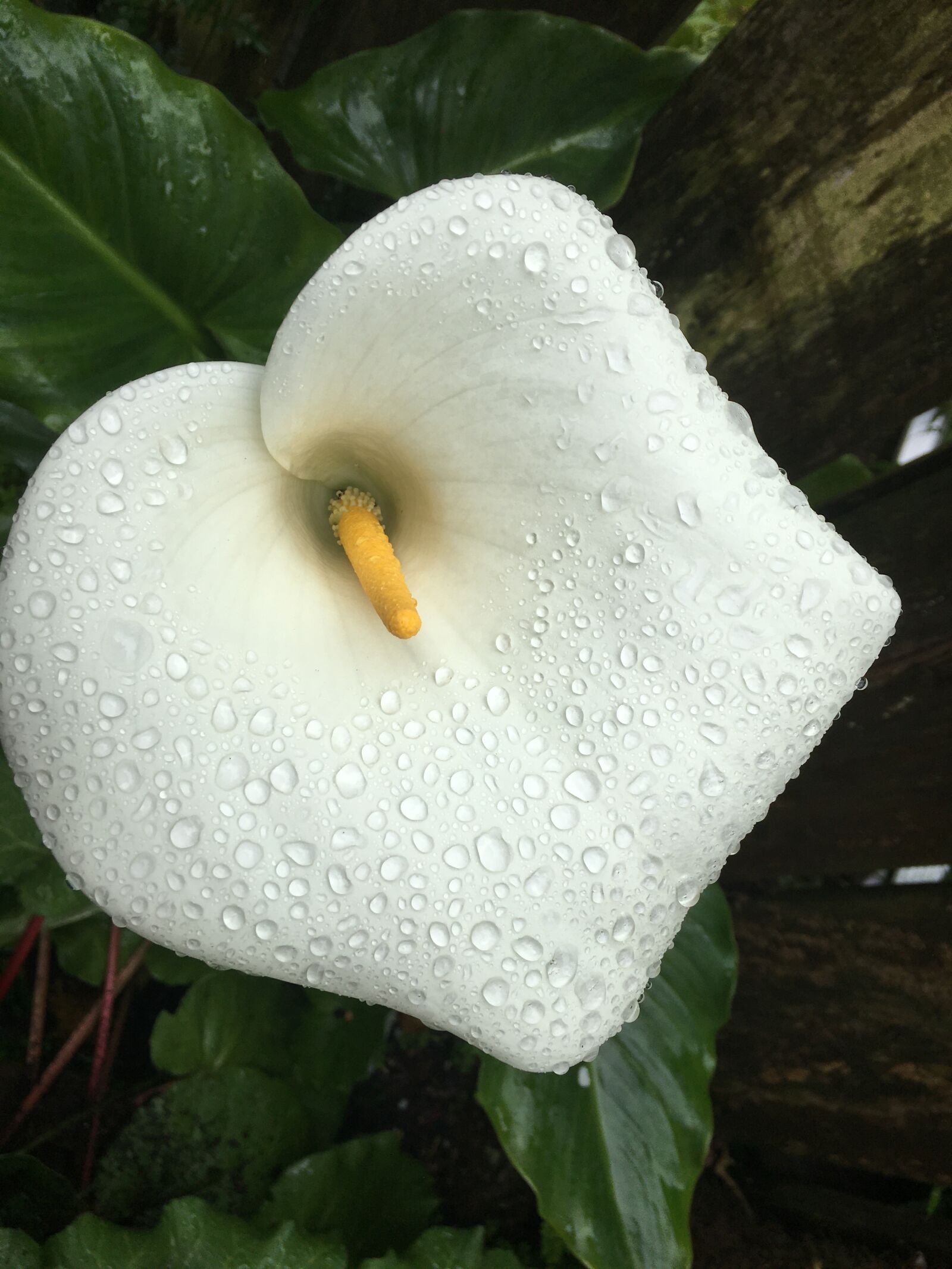 Apple iPhone 6s sample photo. Cala lily, after the photography