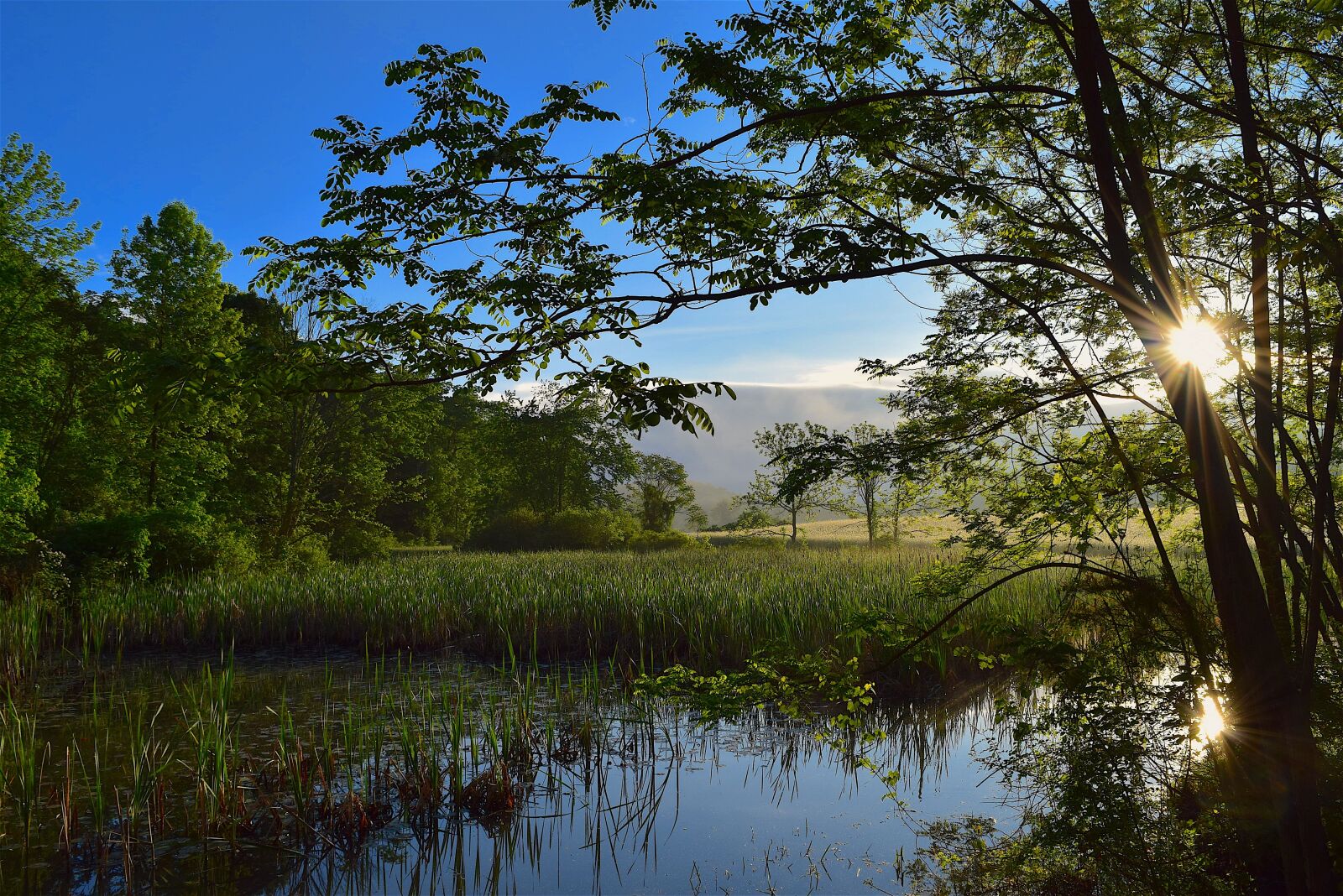 Nikon D3300 sample photo. Wetlands, sunrise, nature photography