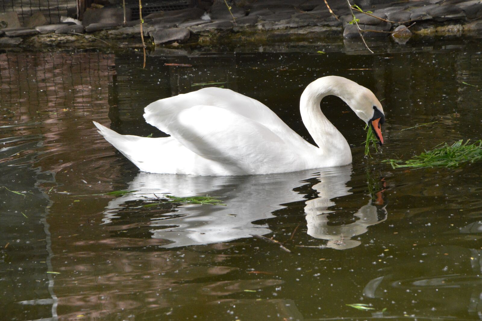 Nikon D3200 sample photo. Swan, bird, pond photography