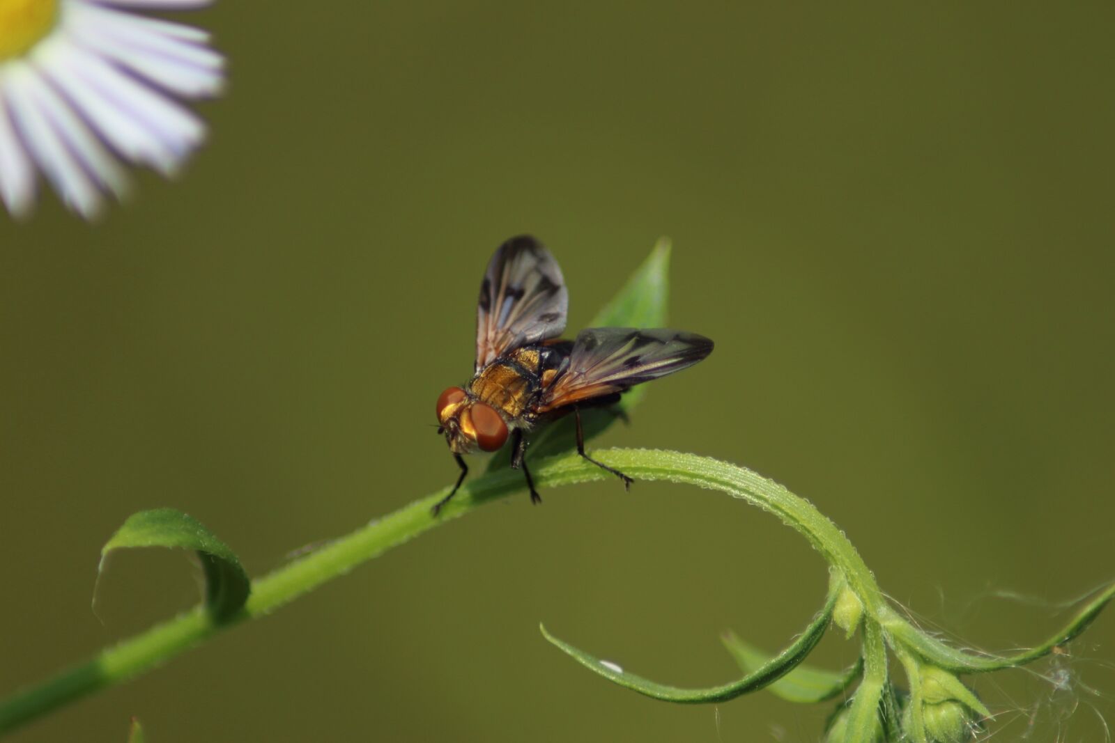 Canon EOS 1200D (EOS Rebel T5 / EOS Kiss X70 / EOS Hi) sample photo. Insect, nature, wing photography